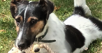 suzanne pet sitter à THIAIS 94320_8