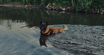 clara pet sitter à LINGOLSHEIM 67380_1