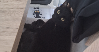 léa pet sitter à NOISY LE GRAND 93160_1