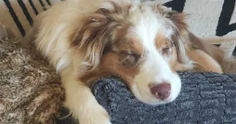 lok pet sitter à AUBIGNY LES CLOUZEAUX 85430