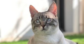 mathilde pet sitter à LYON 09 69009_2