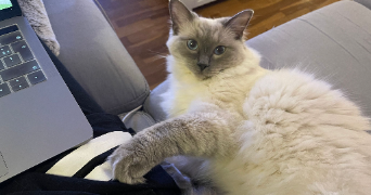 aude pet sitter à PARIS 06 75006_6