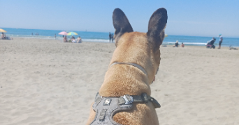 marlène pet sitter à ILLE-SUR-TÊT 66130_2