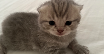 raisa pet sitter à SEVRAN 93270_1