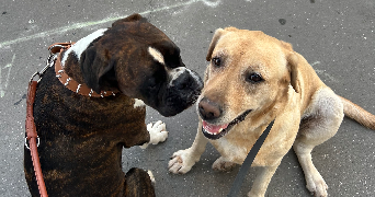 clara pet sitter à LYON 03 69003_2