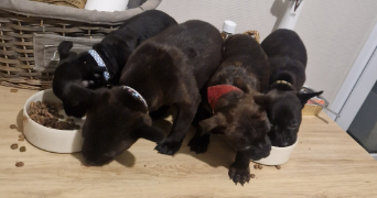 elise pet sitter à LOUVERNE 53950_1