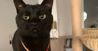 maria pet sitter à PARIS 15 75015_4