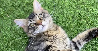 manel pet sitter à LA SEYNE SUR MER 83500