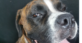 angelina pet sitter à TOULOUSE 31500_0