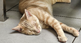 noyale pet sitter à BAYONNE 64100_3