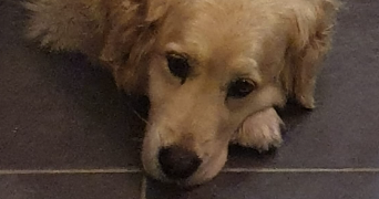 ophélie pet sitter à PONTCHARRA 38530_3