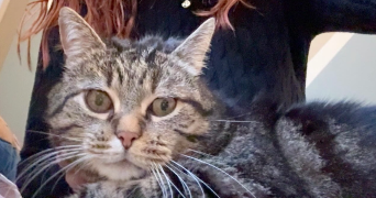 océane pet sitter à ST PRYVE ST MESMIN 45750_2
