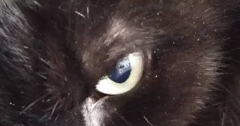 rosa pet sitter à ST MARTIN D HERES 38400