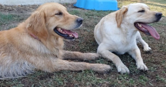 brenda pet sitter à FLORENSAC 34510_9