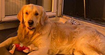 andréa pet sitter à ROUEN 76100_2