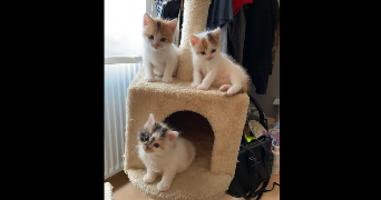 steffie pet sitter à THONON LES BAINS 74200_1