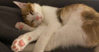 noa pet sitter à MONTPELLIER 34090_1