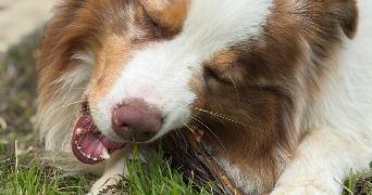 charlyne pet sitter à MONTVILLE 76710_4