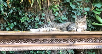 sarah pet sitter à SEYSSINET PARISET 38170_10