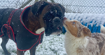 rachel pet sitter à MONT ST AIGNAN 76130_3