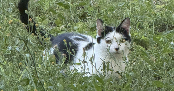 sonia pet sitter à LE THOR 84250_0