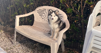 lila pet sitter à ST MANDRIER SUR MER 83430_2