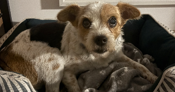 framboise dog sitter à LENS 62300_5