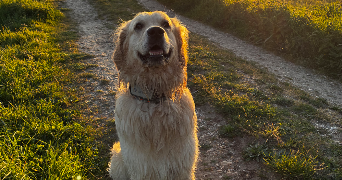 candice pet sitter à EYSINES 33320_6