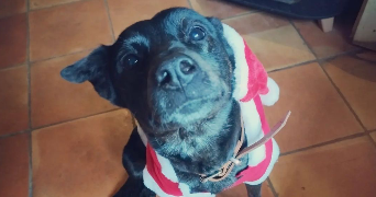 mauryne pet sitter à LOUGRATTE 47290_4