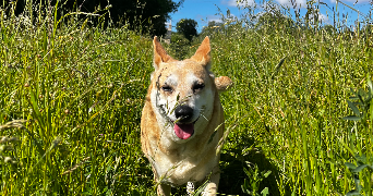 mila pet sitter à BOBITAL 22100_2