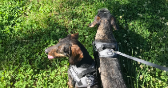 emma pet sitter à Belbeuf 76240_9