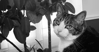 elisa pet sitter à REIMS 51100