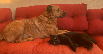 marion pet sitter à MOUSSY LE NEUF 77230_6