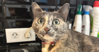 camille pet sitter à LILLE 59800_4