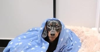 elyne pet sitter à VALENCIENNES 59300_1