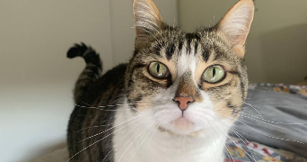 lena pet sitter à ANGERS 49000_5