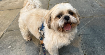 mariia pet sitter à BORDEAUX 33800_10