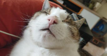 eléonore pet sitter à ARGENTAN 61200_4