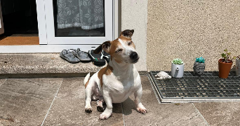 maya pet sitter à GARANCIERES 78890_1