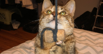 elodie pet sitter à VAISON LA ROMAINE 84110_6