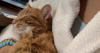 angela pet sitter à BEAUVALLON 69700_2