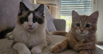 jade pet sitter à CENON 33150_1