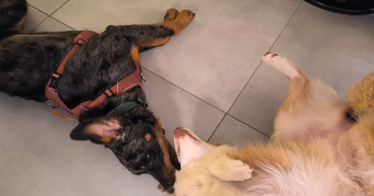 remi pet sitter à STE MARIE KERQUE 62370_2