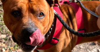 maia pet sitter à SEYSSINET PARISET 38170_2