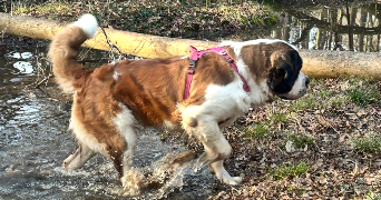 clémence pet sitter à AVON 77210_3