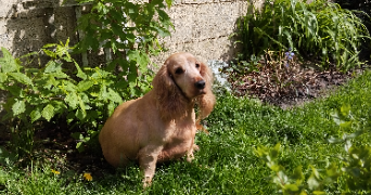 antony pet sitter à CAMBRAI 59400_1