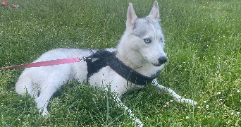 amen pet sitter à LE HAVRE 76600_2