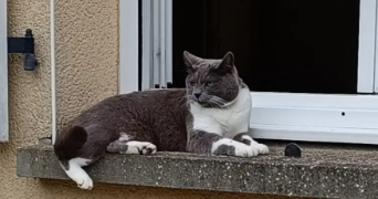 julie pet sitter à NANTES 44000_2