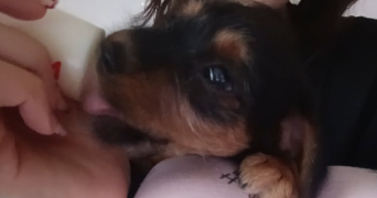 lola pet sitter à NIMES 30000_3