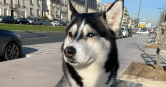 ysée pet sitter à PARIS 14 75014_1